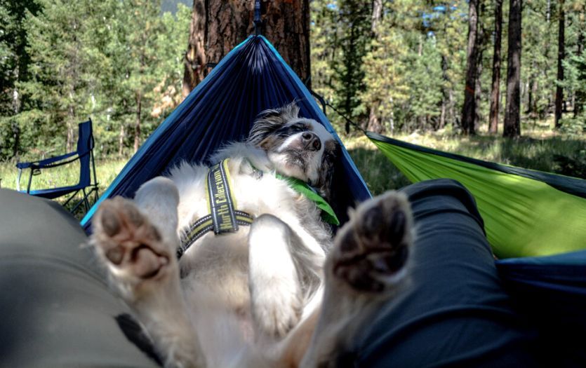 You dog will be very comfortable sleeping with you in the hammock.