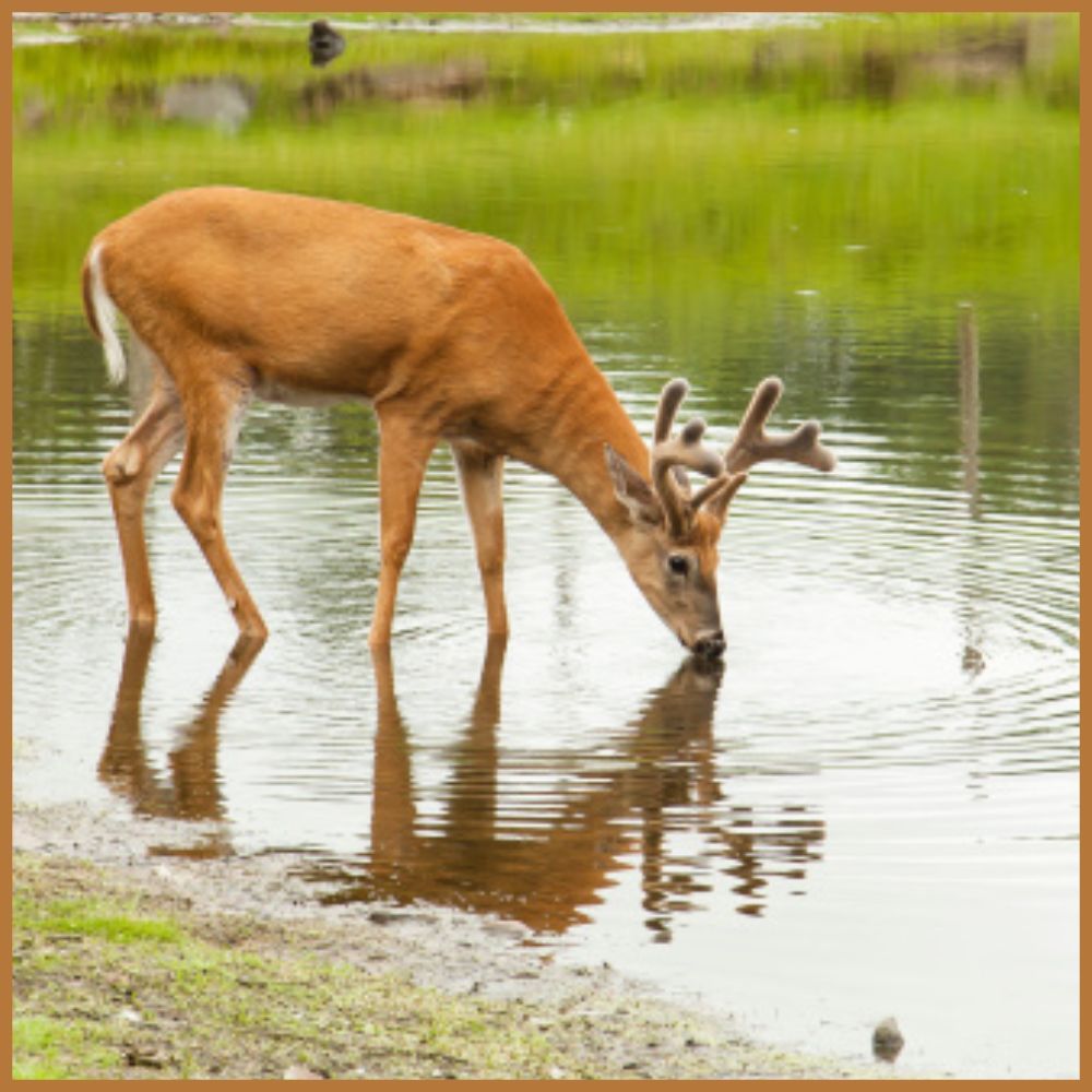 look for areas with shallow water sources for deer hunting.