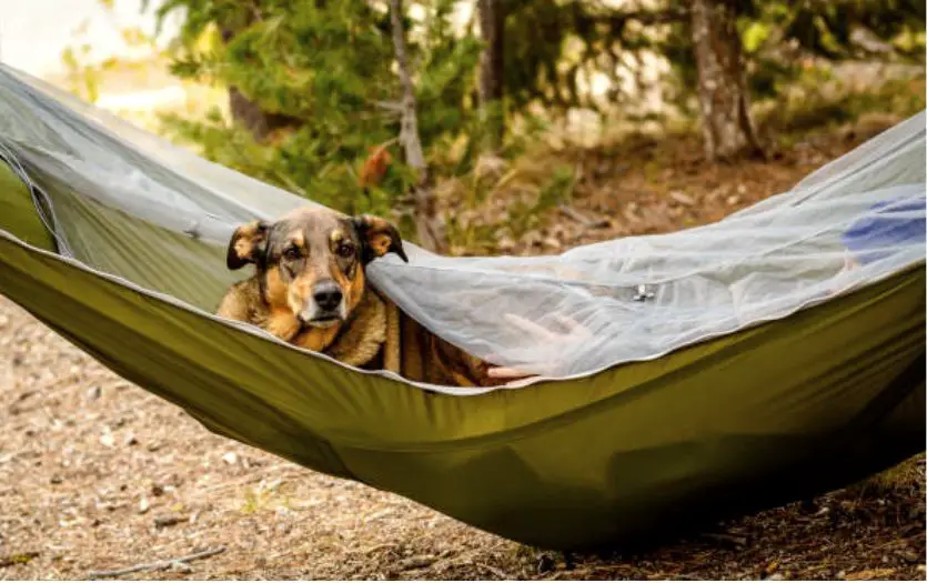 keep your tent low for your furry friend.