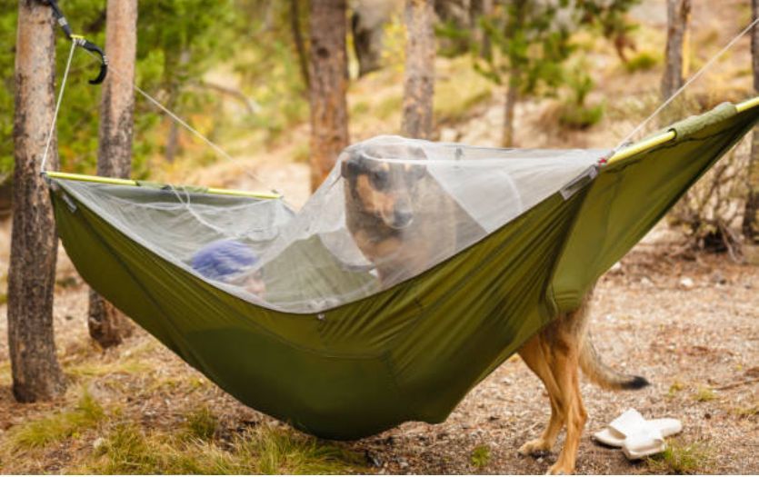 Keeping your tent at a low height will make it easy for your furry friend.