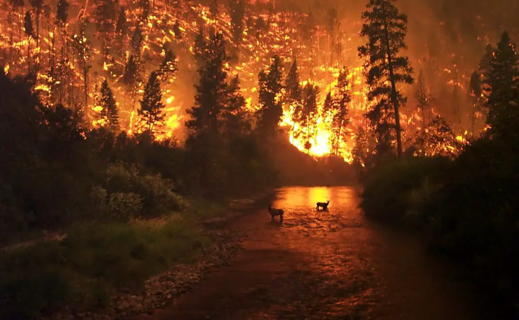 A disaster like a forest fire can completely change the natural habitat. 