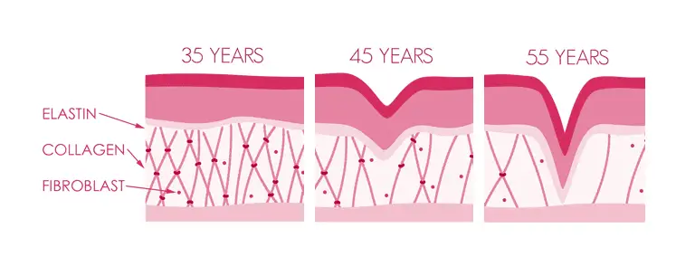 Loss of Collagen in our skin layers with age 