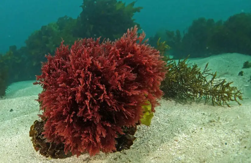 Red Algae Beneath Water