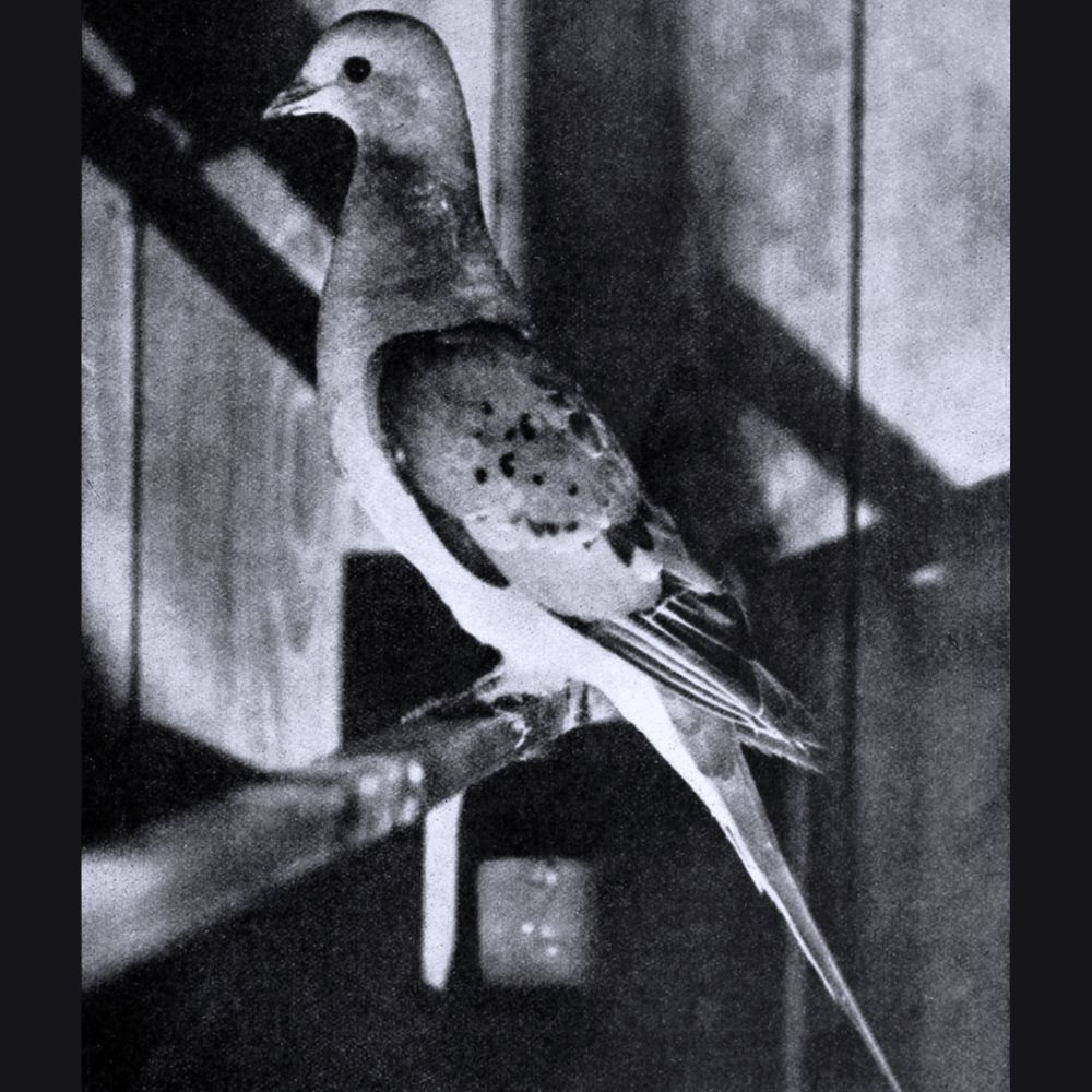 last passenger pigeon