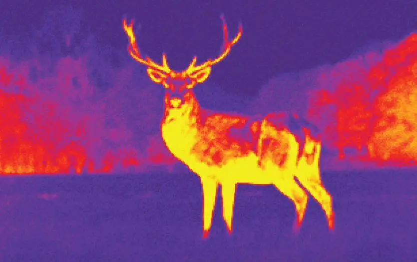thermal image of a deer