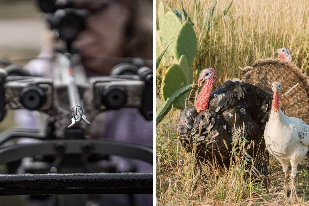 What Colors Should You Avoid for Safe Turkey Hunts? The Essential Answer