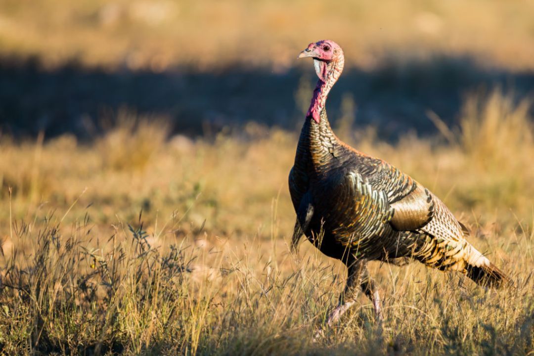 The Ultimate Guide to Turkey Hunting Success: Outsmart These Elusive Birds