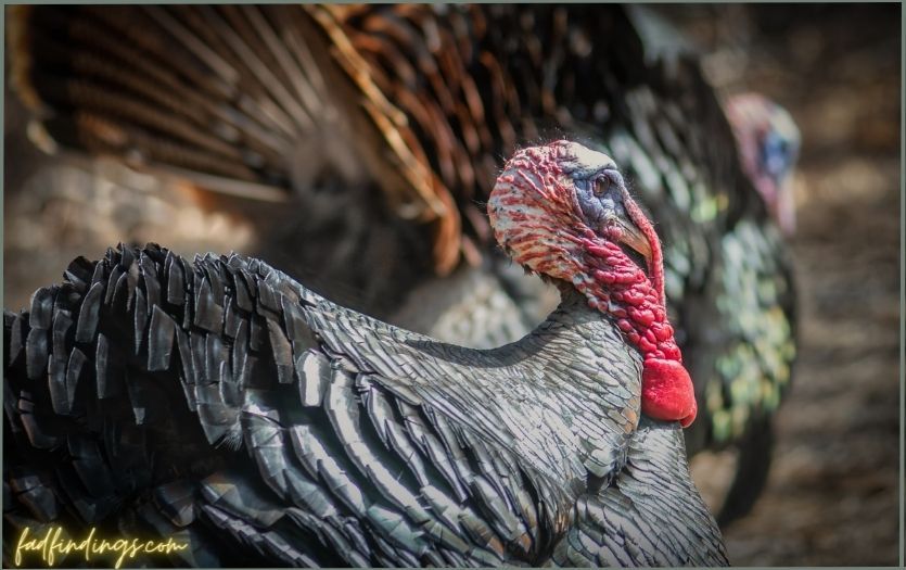 A close-up of a tom turkey.