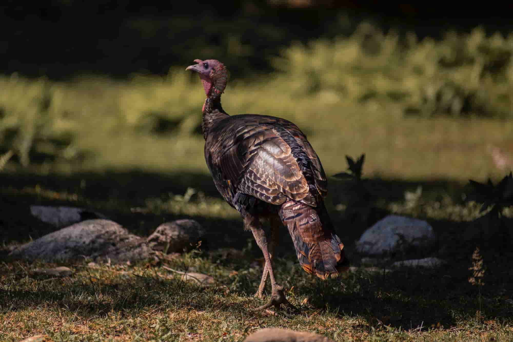 Basics of Turkey Hunting Gear