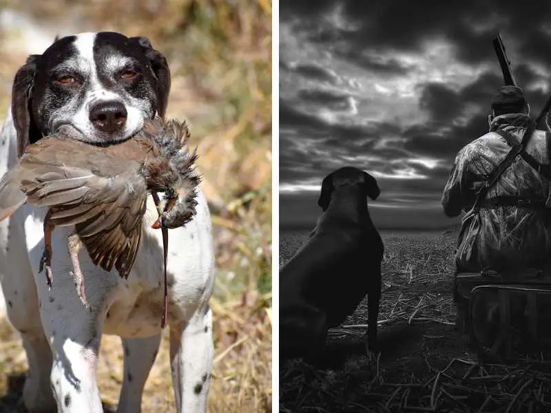 Dove Hunting with Dogs