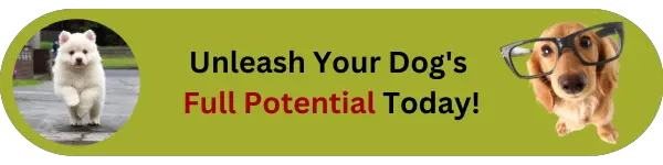 Unleash Your Dog's Full Potential Today!
