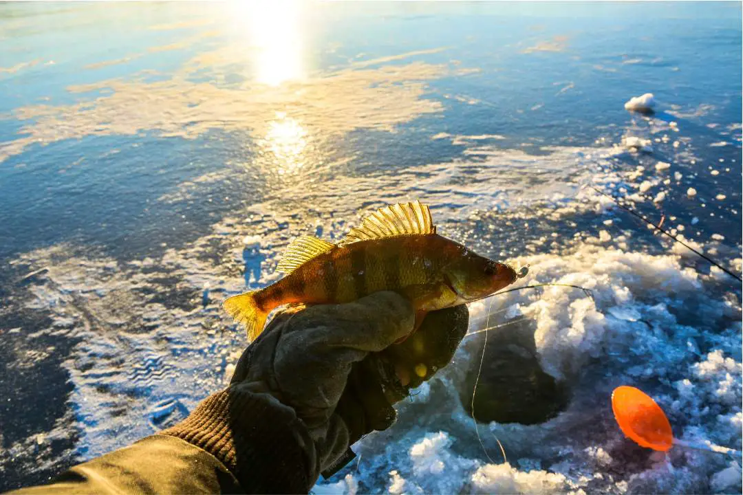 A perch caught while ice fishing