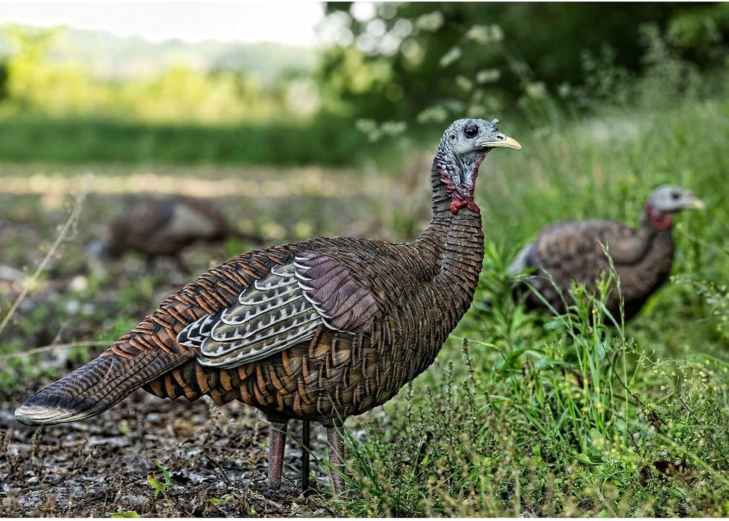Forget the Hype: Why You Should Avoid Tail-Fanning in Turkey Hunting