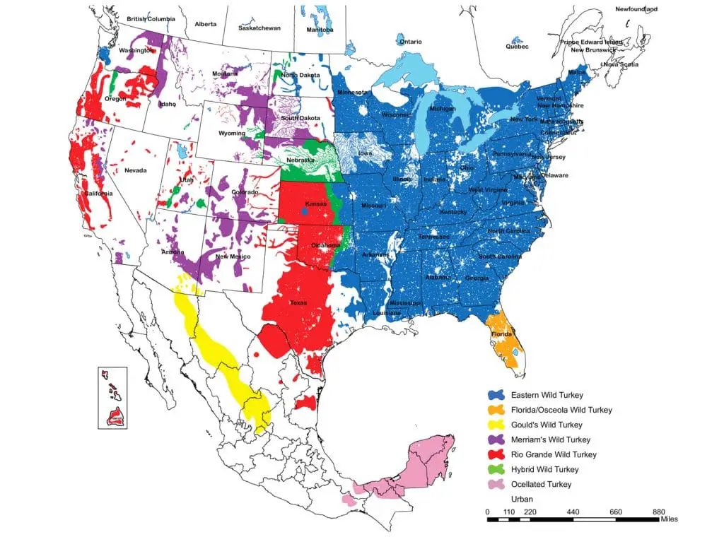 Location of Wild Turkey Population USA 