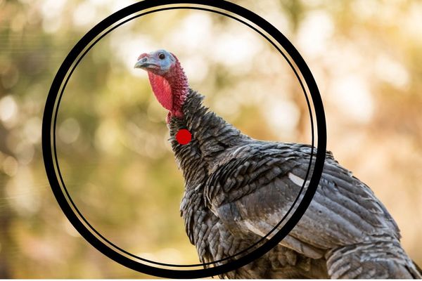 Best Red Dot Scope for Turkey Shotgun