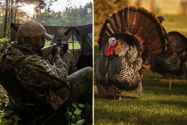 Comfortable and Convenient: Best Turkey Hunting Chairs for a Successful Hunt