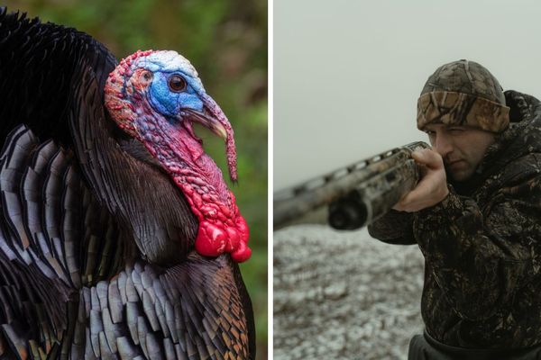 Winging It: Turkey Hunting Tips for Beginners Who Give a Hoot