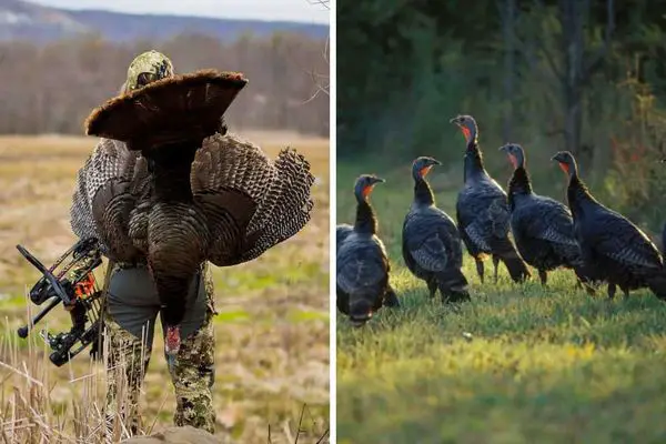 Best Turkey Hunting Spots