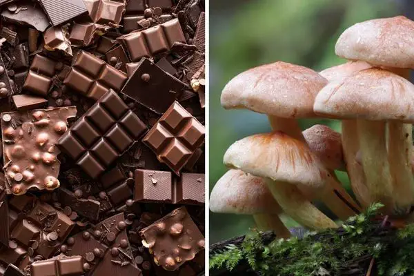 Mushroom Chocolate Bar