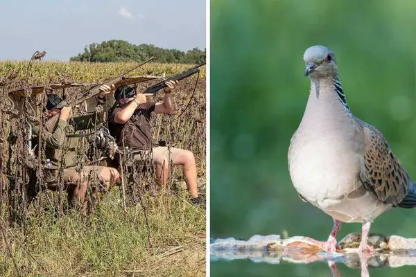 7 Best Dove Hunting Chairs and Stools for the 2024 Season